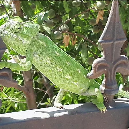 Retiro Da Janela 4* Boliqueime