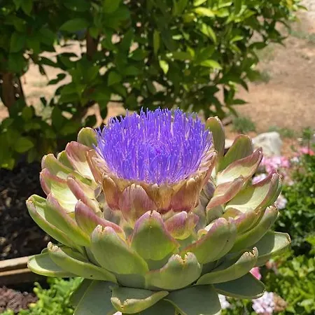 Nocleg ze śniadaniem Retiro Da Janela Boliqueime