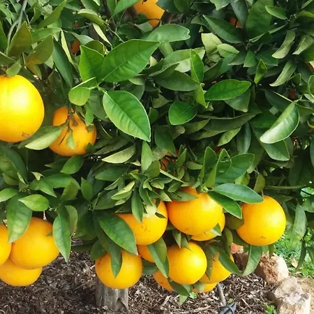 Retiro Da Janela Boliqueime