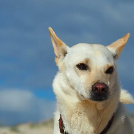 Nocleg ze śniadaniem Retiro Da Janela 4*