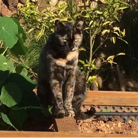 Bed & Breakfast Retiro Da Janela Boliqueime